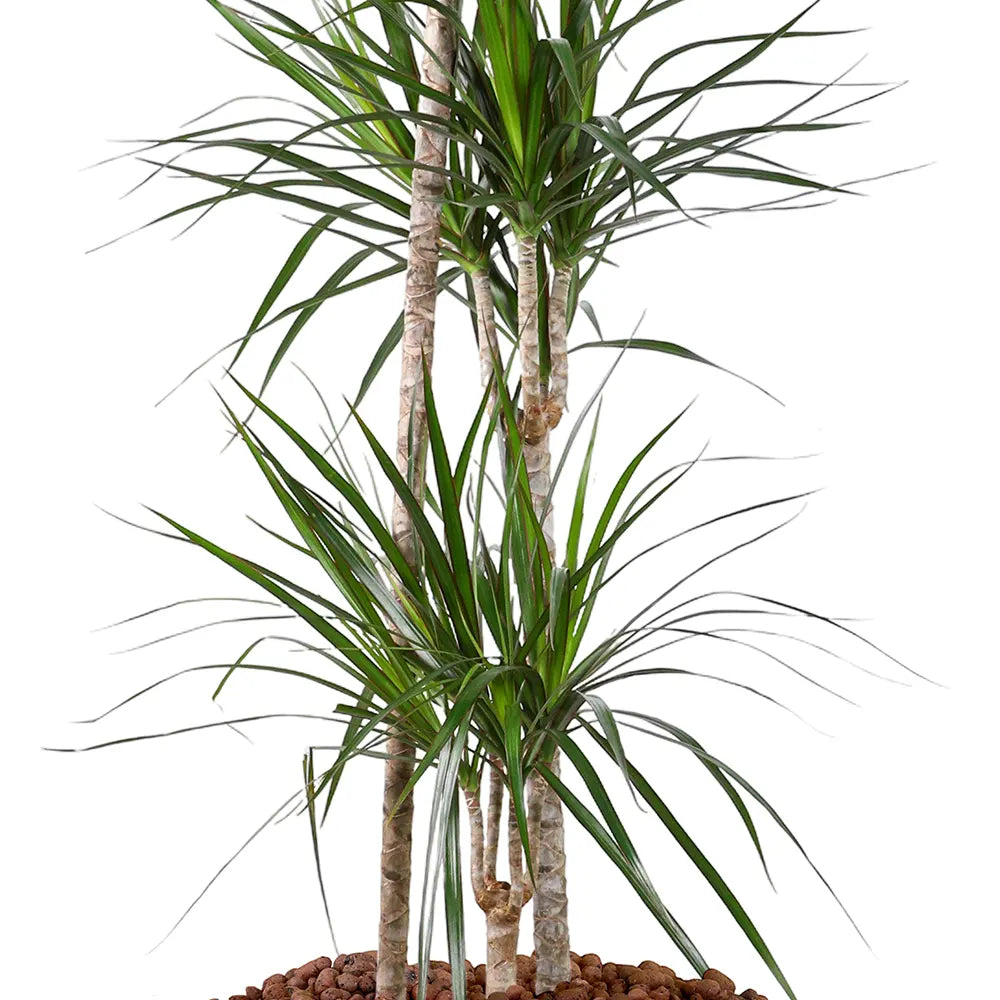 DRACAENA MARG IN WHITE PLANTER