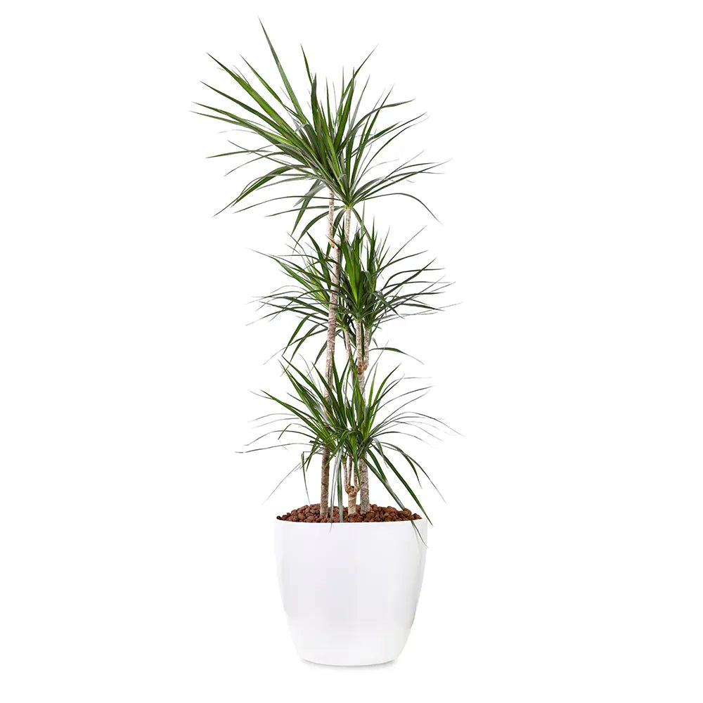 DRACAENA MARG IN WHITE PLANTER
