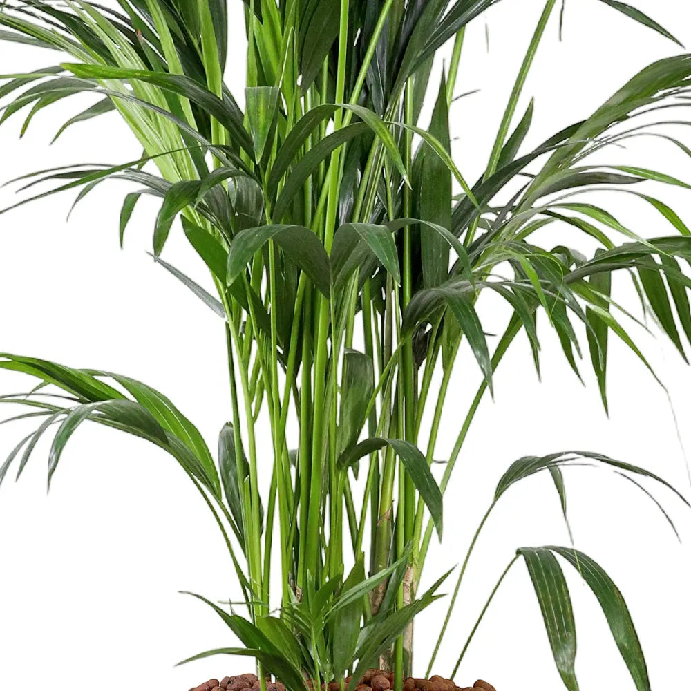 KENTIA IN WHITE PLANTER