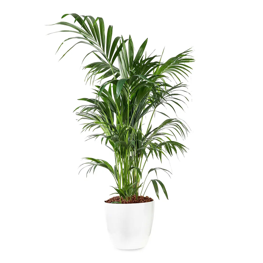 KENTIA IN WHITE PLANTER