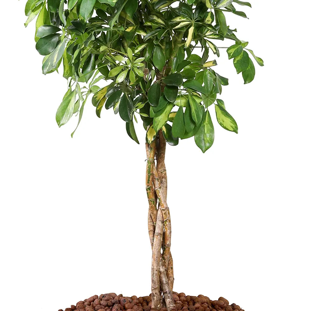 SCHEFFLERA COMPACTA IN WHITE PLANTER