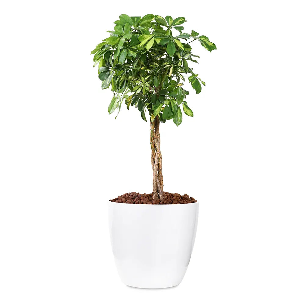 SCHEFFLERA COMPACTA IN WHITE PLANTER