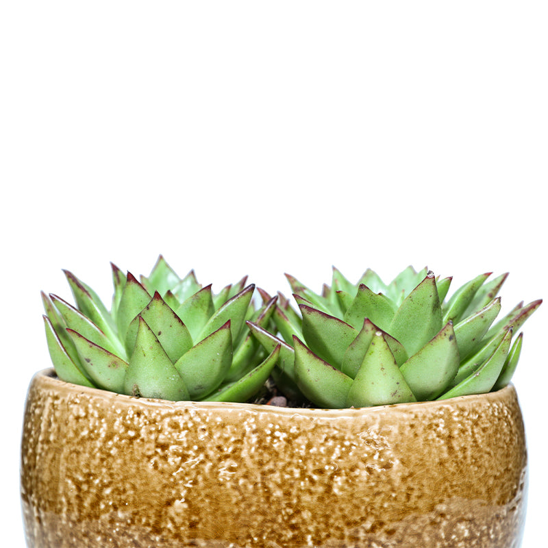 ECHEVERIA IN CARAMEL CERAMIC PLANTER - إشفيريا في حوض الكاراميل من السيراميك