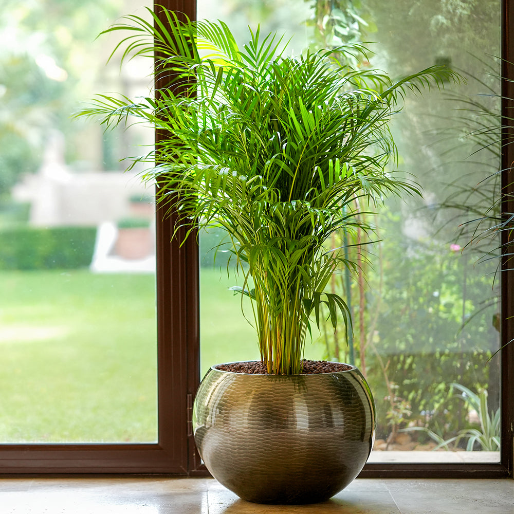 ARECA PALM (DYPSIS LUTESCENS) IN NIGERIA BLACK PLANTER D60CM أريكا في حوض نيجيريا