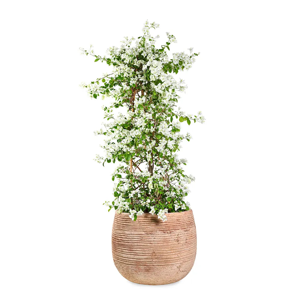 BOUGAINVILLEA ROMA IN BAMAKO TERRACOTTA PLANTER