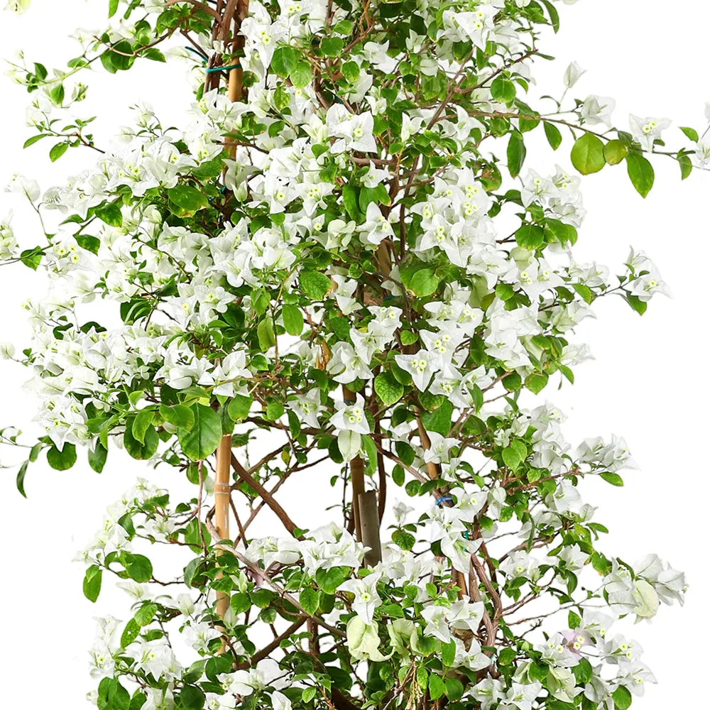 BOUGAINVILLEA ROMA IN BAMAKO TERRACOTTA PLANTER