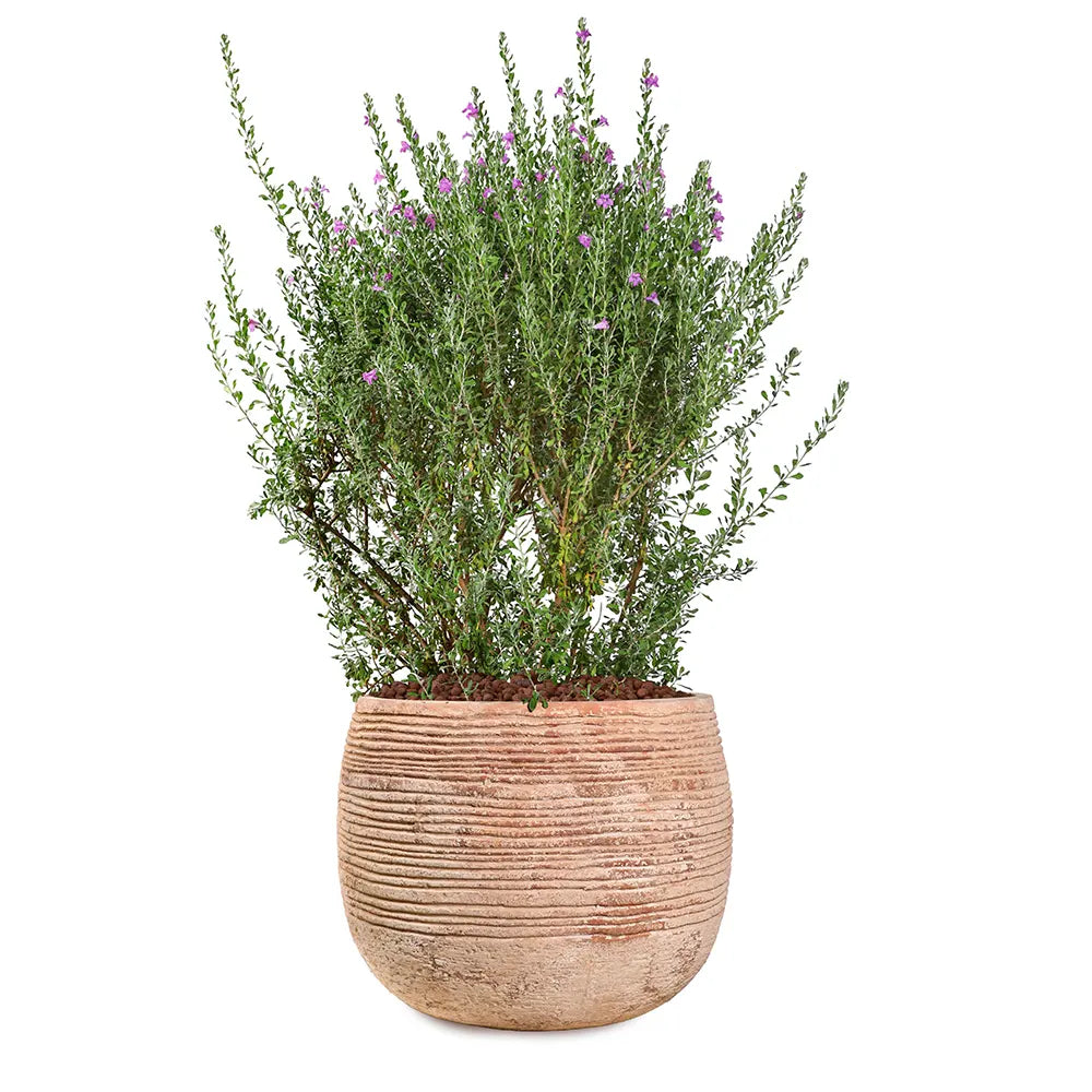 LECOPHYLLUM GREEN CLOUD IN TERRACOTTA PLANTER