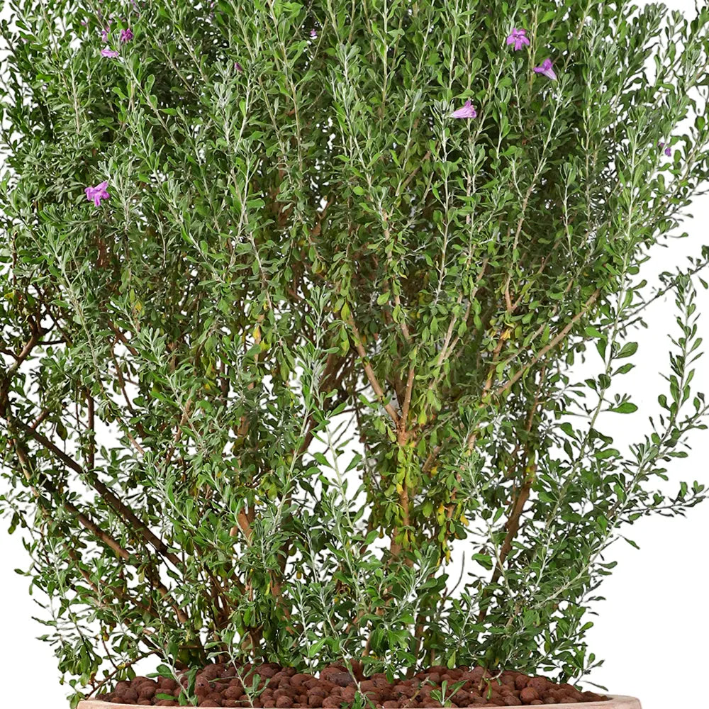 LECOPHYLLUM GREEN CLOUD IN TERRACOTTA PLANTER