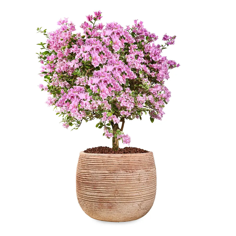 BOUGAINVILLEA ROMA MESCOLARE IN BAMAKO TERRACOTTA PLANTER