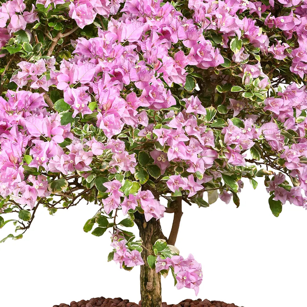 BOUGAINVILLEA ROMA MESCOLARE IN BAMAKO TERRACOTTA PLANTER