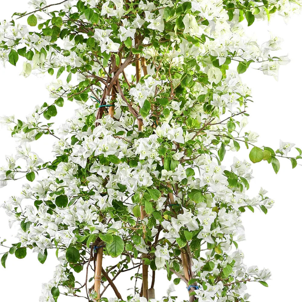 BOUGAINVILLEA ROMA BIANCO IN BAMAKO TERRACOTTA PLANTER