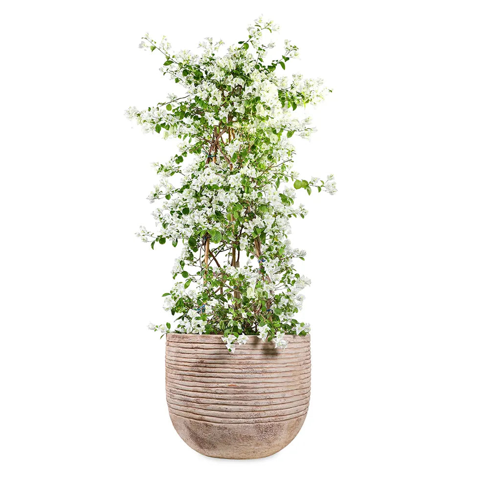 BOUGAINVILLEA ROMA BIANCO IN BAMAKO TERRACOTTA PLANTER