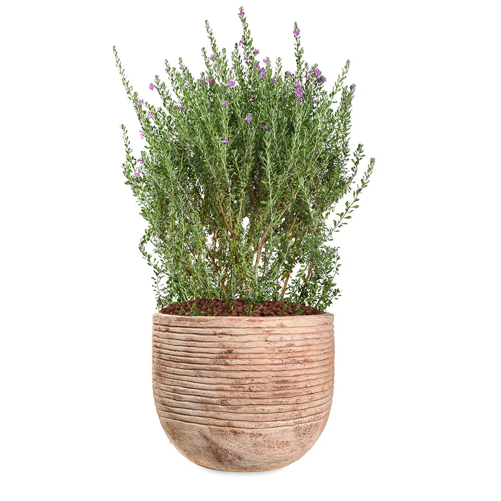 LECOPHYLLUM GREEN CLOUD IN BAMAKO TERRACOTTA PLANTER