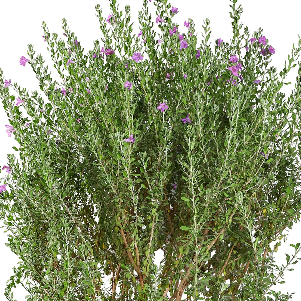 LECOPHYLLUM GREEN CLOUD IN BAMAKO TERRACOTTA PLANTER