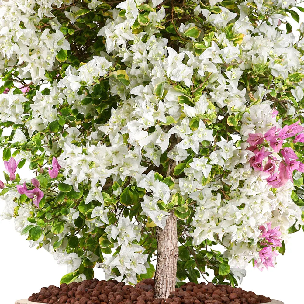 BOUGAINVILLEA ROMA MESCOLARE IN TERRACOTTA PLANTER