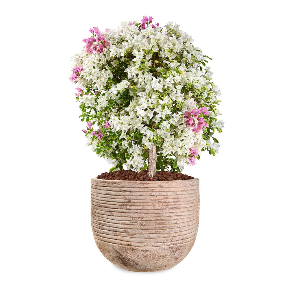 BOUGAINVILLEA ROMA MESCOLARE IN TERRACOTTA PLANTER