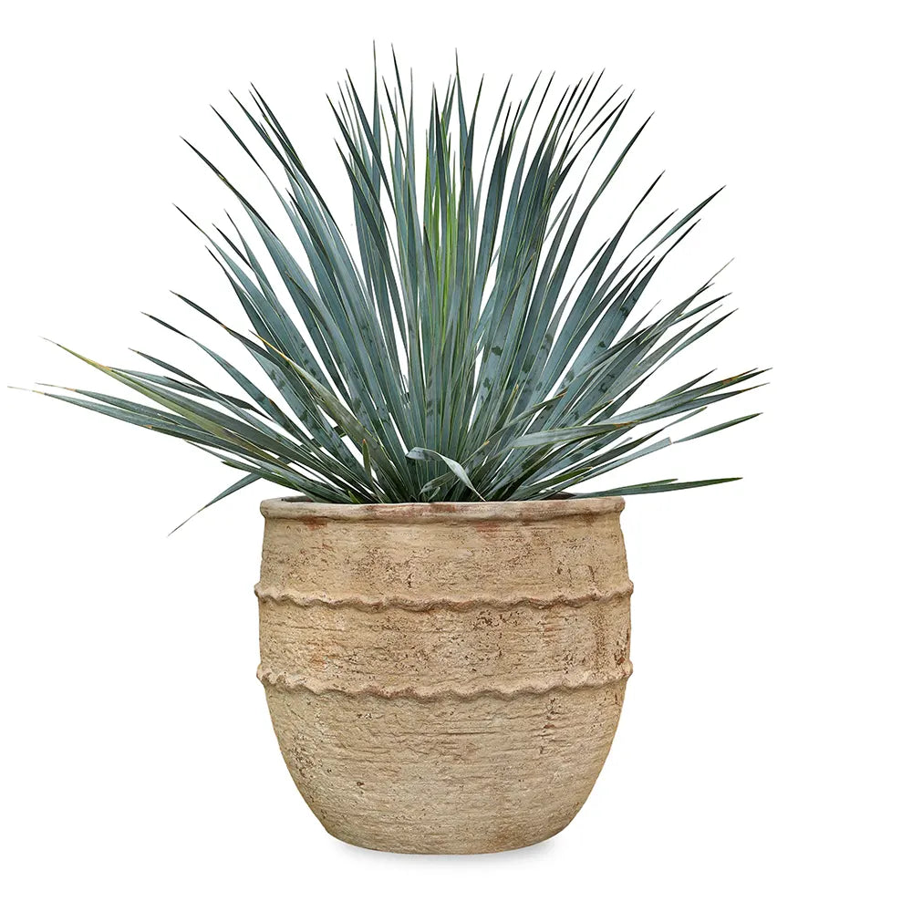 يوكا روستراتا في حوض تيراكوتا - ارتفاع 80 سم
