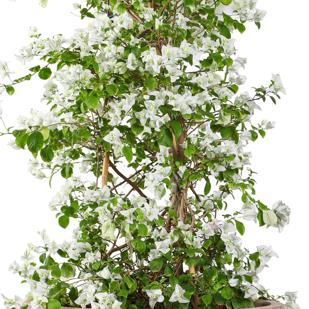 BOUGAINVILLEA ROMA BIANCO IN BOLTON TERRACOTTA PLANTER