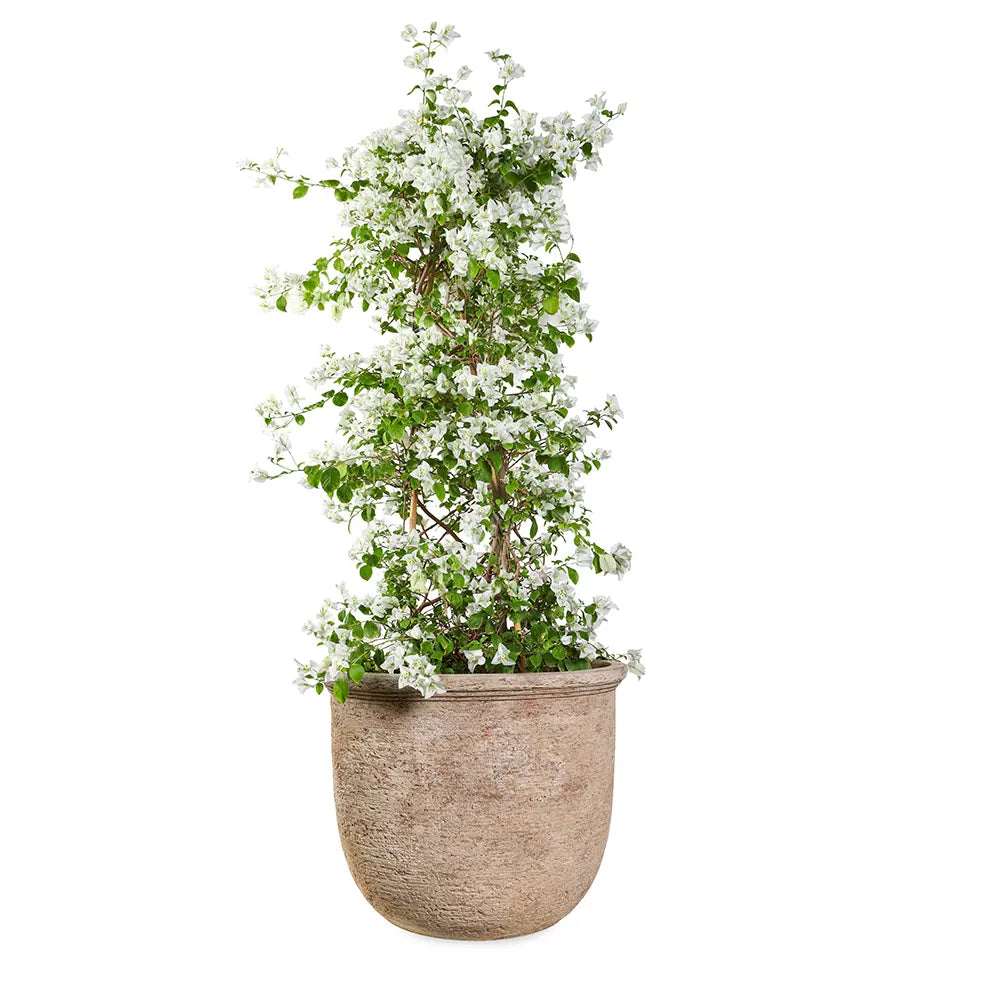 BOUGAINVILLEA ROMA BIANCO IN BOLTON TERRACOTTA PLANTER