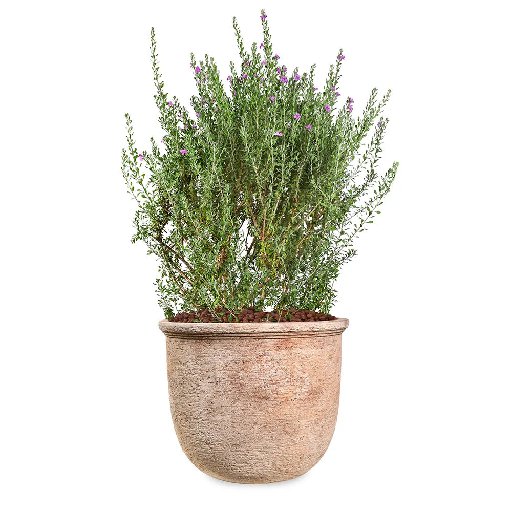 LECOPHYLLUM GREEN CLOUD IN BOLTON TERRACOTTA PLANTER