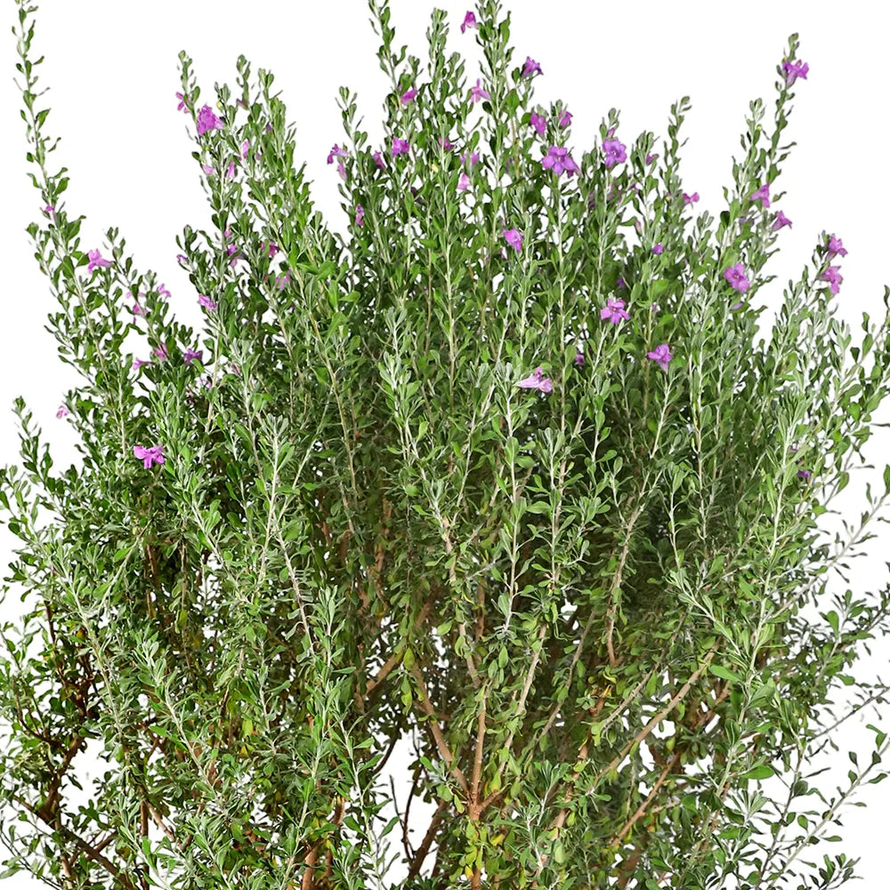 LECOPHYLLUM GREEN CLOUD IN BOLTON TERRACOTTA PLANTER