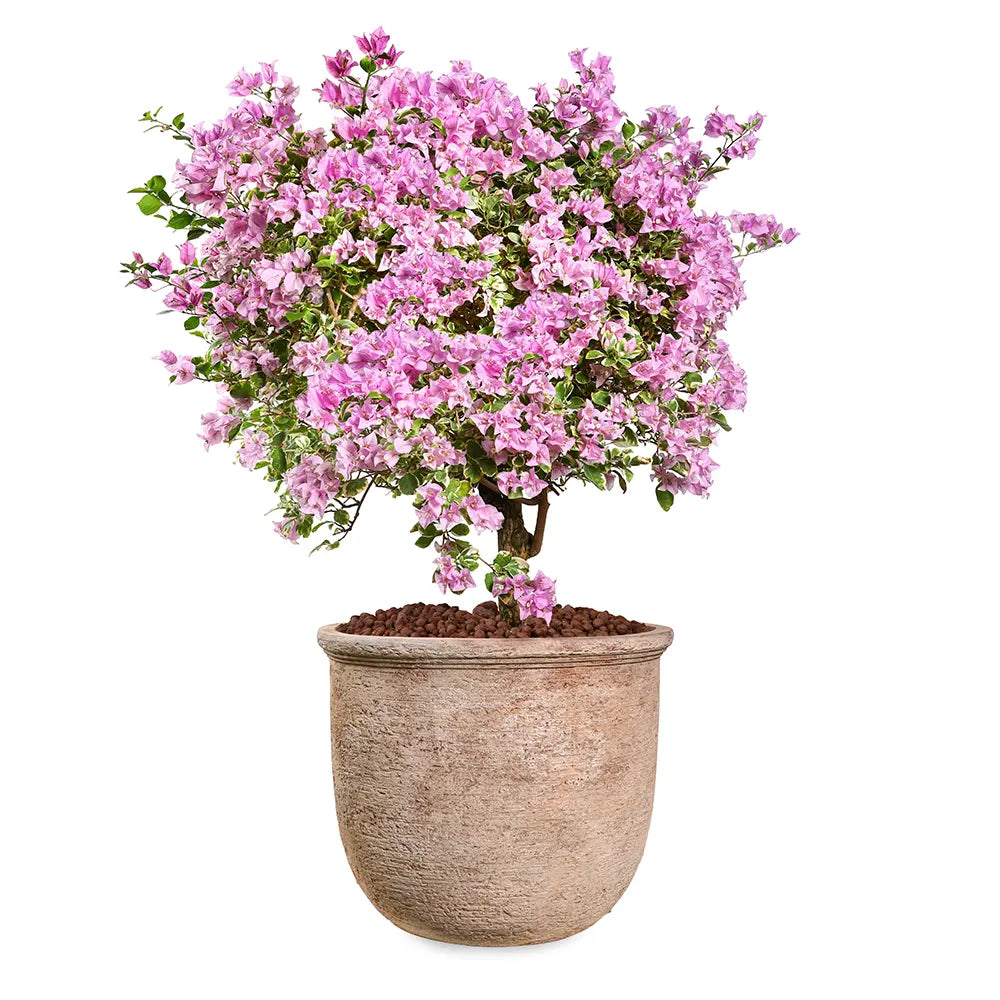 BOUGAINVILLEA ROMA MESCOLARE IN BOLTON TERRACOTTA PLANTER