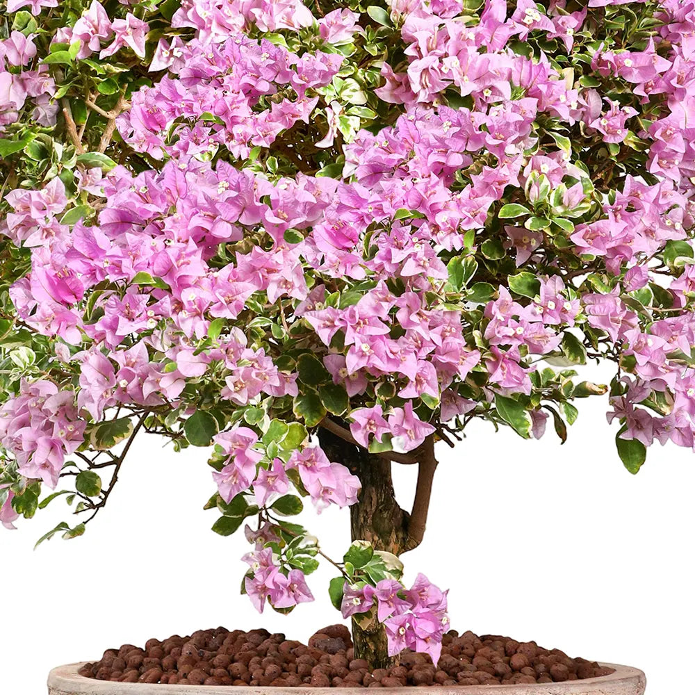 BOUGAINVILLEA ROMA MESCOLARE IN BOLTON TERRACOTTA PLANTER