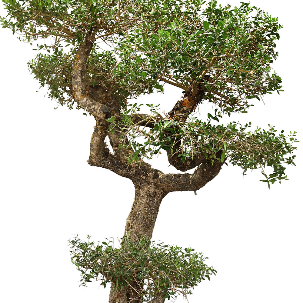 OLEA EUROPAEA BONSAI 90CM - شجرة زيتون أوروبا بونساي