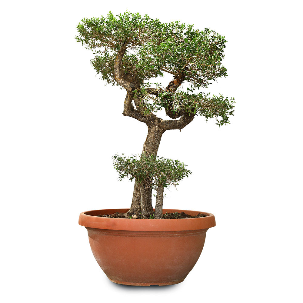 OLEA EUROPAEA BONSAI 90CM - شجرة زيتون أوروبا بونساي