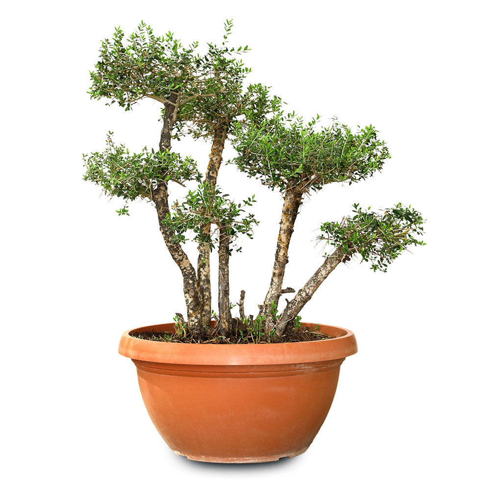 OLEA EUROPAEA BONSAI 70CM - شجرة زيتون أوروبا بونساي