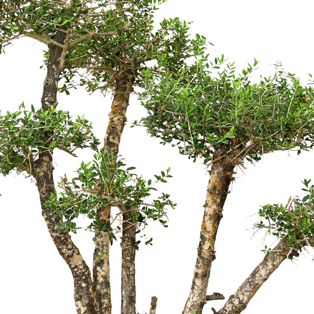 OLEA EUROPAEA BONSAI 70CM - شجرة زيتون أوروبا بونساي