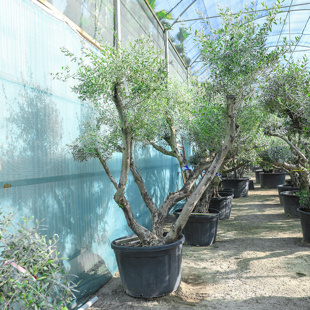 OLEA EUROPAEA CANDELABRO 180-230 LTR زيتون كانديلابرو