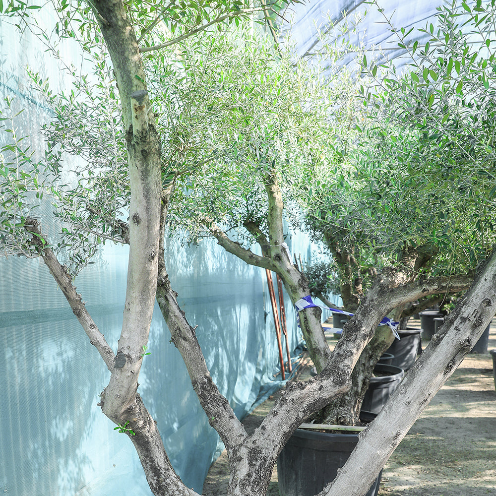 OLEA EUROPAEA CANDELABRO 180-230 LTR زيتون كانديلابرو