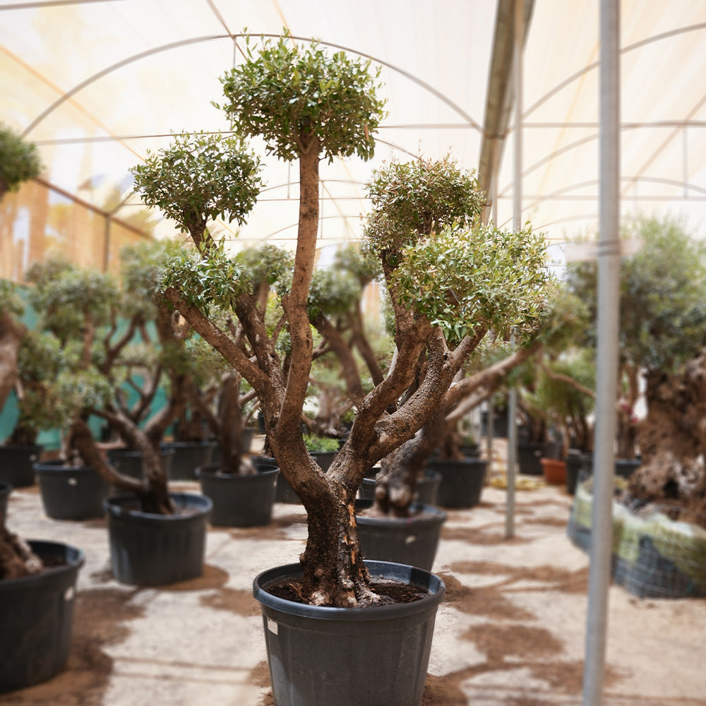 OLEA EUROPEA OLIVER PLATO 230-285L زيتون بلاتو