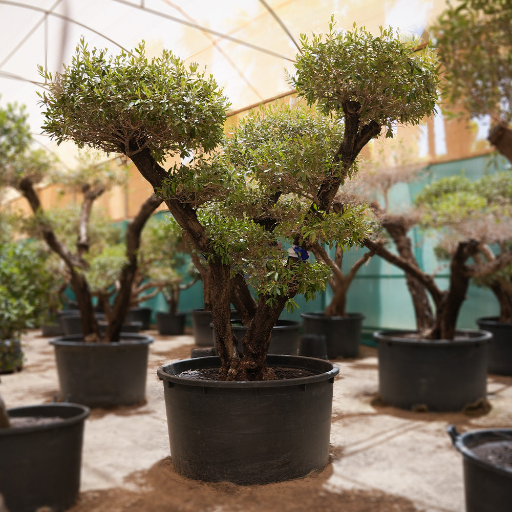 OLEA EUROPEA BONSAI زيتون بونساى