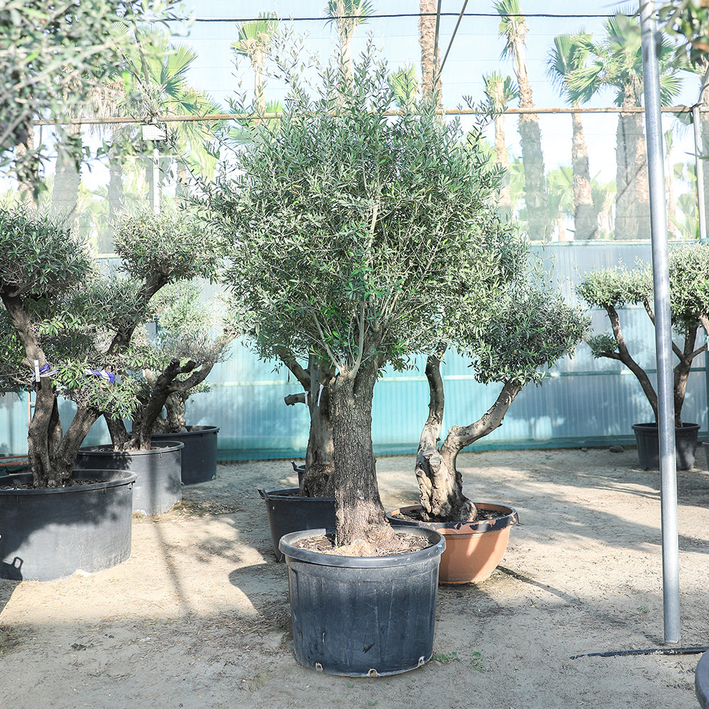 OLEA EUROPAEA 170L زيتون