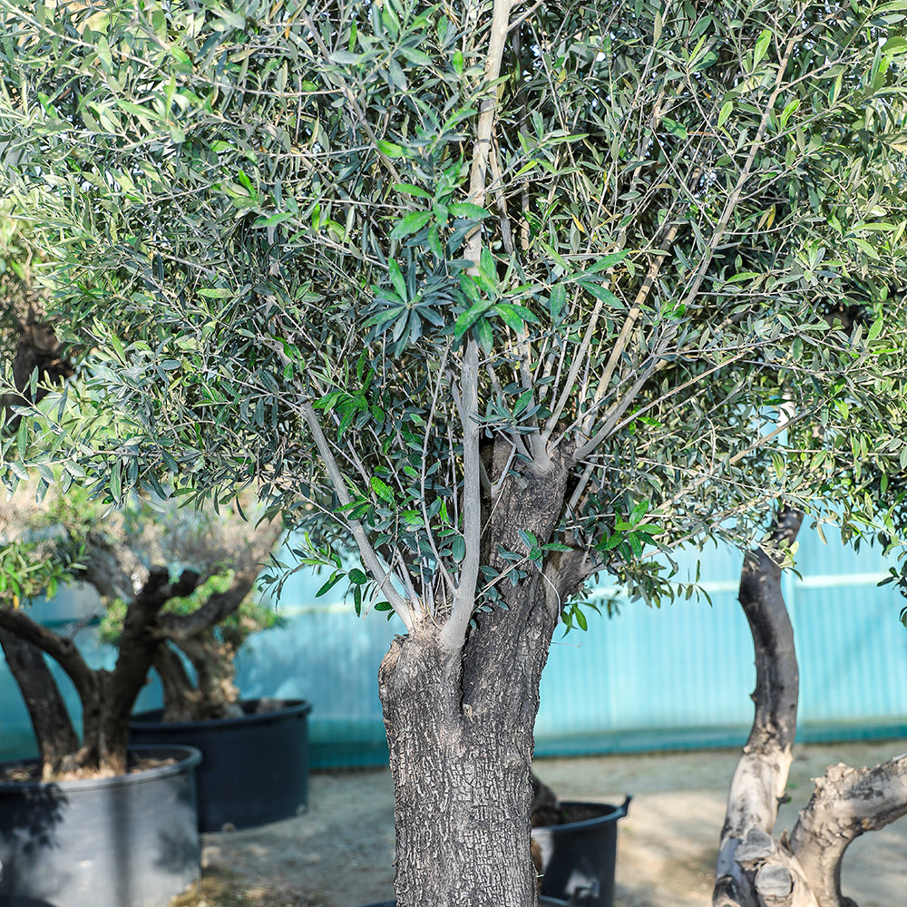 OLEA EUROPAEA 170L زيتون