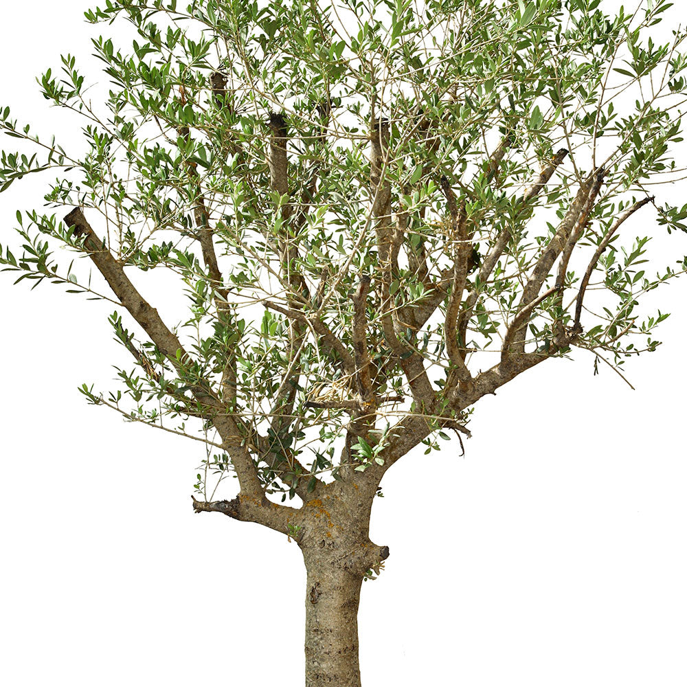 OLEA EUROPAEA - شجرة زيتون أوروبا