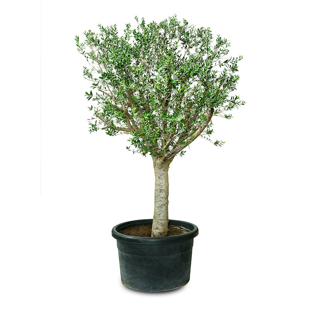 OLEA EUROPAEA - شجرة زيتون أوروبا