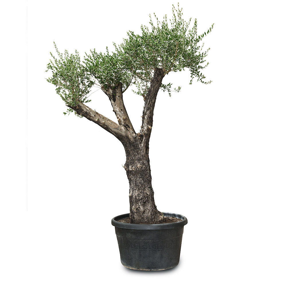 OLEA EUROPAEA TUSCO - شجرة زيتون أوروبا توسكو