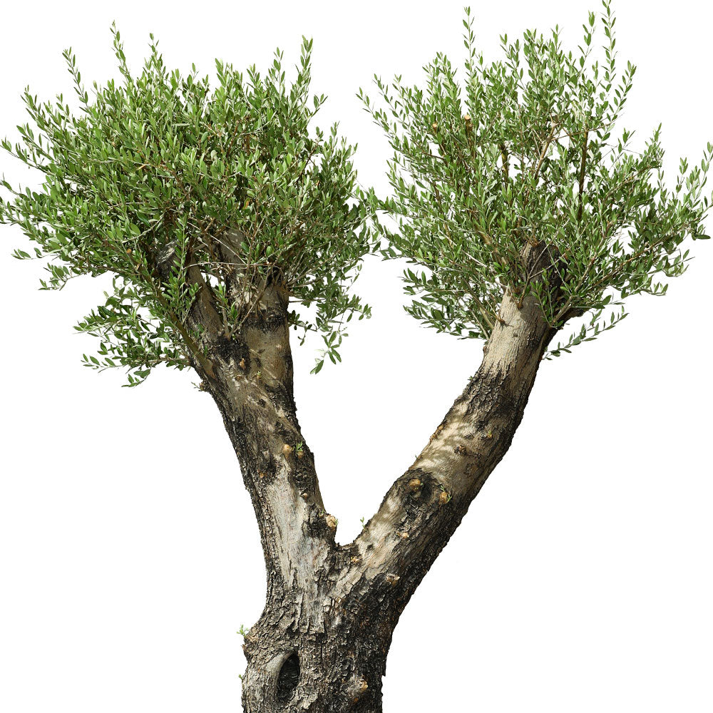 OLEA EUROPAEA TUSCO - شجرة زيتون أوروبا توسكو