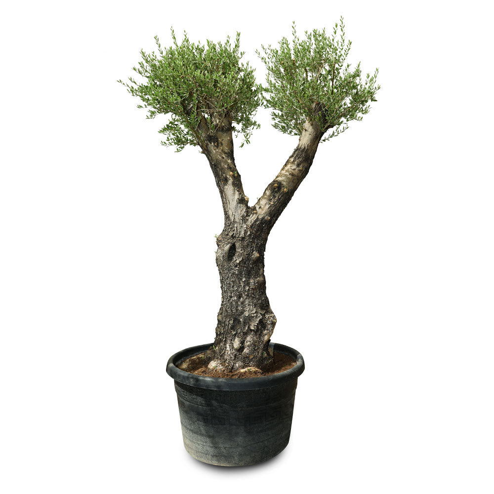 OLEA EUROPAEA TUSCO - شجرة زيتون أوروبا توسكو