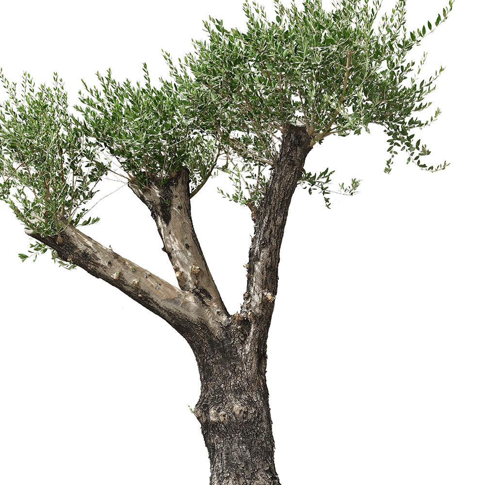 OLEA EUROPAEA TUSCO - شجرة زيتون أوروبا توسكو