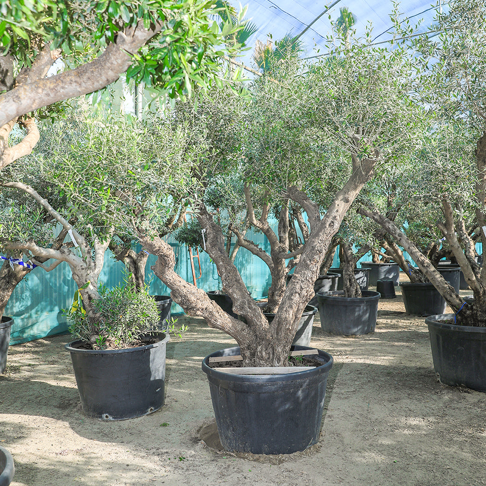 OLEA EUROPAEA PROVINCIAL 230 LTR PIEL VIEJA  زيتون بروفينسال