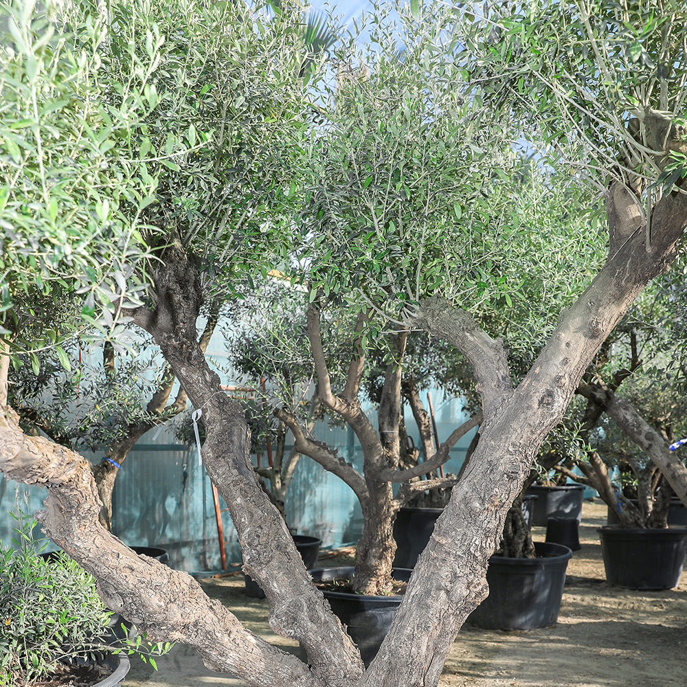 OLEA EUROPAEA PROVINCIAL 230 LTR PIEL VIEJA  زيتون بروفينسال