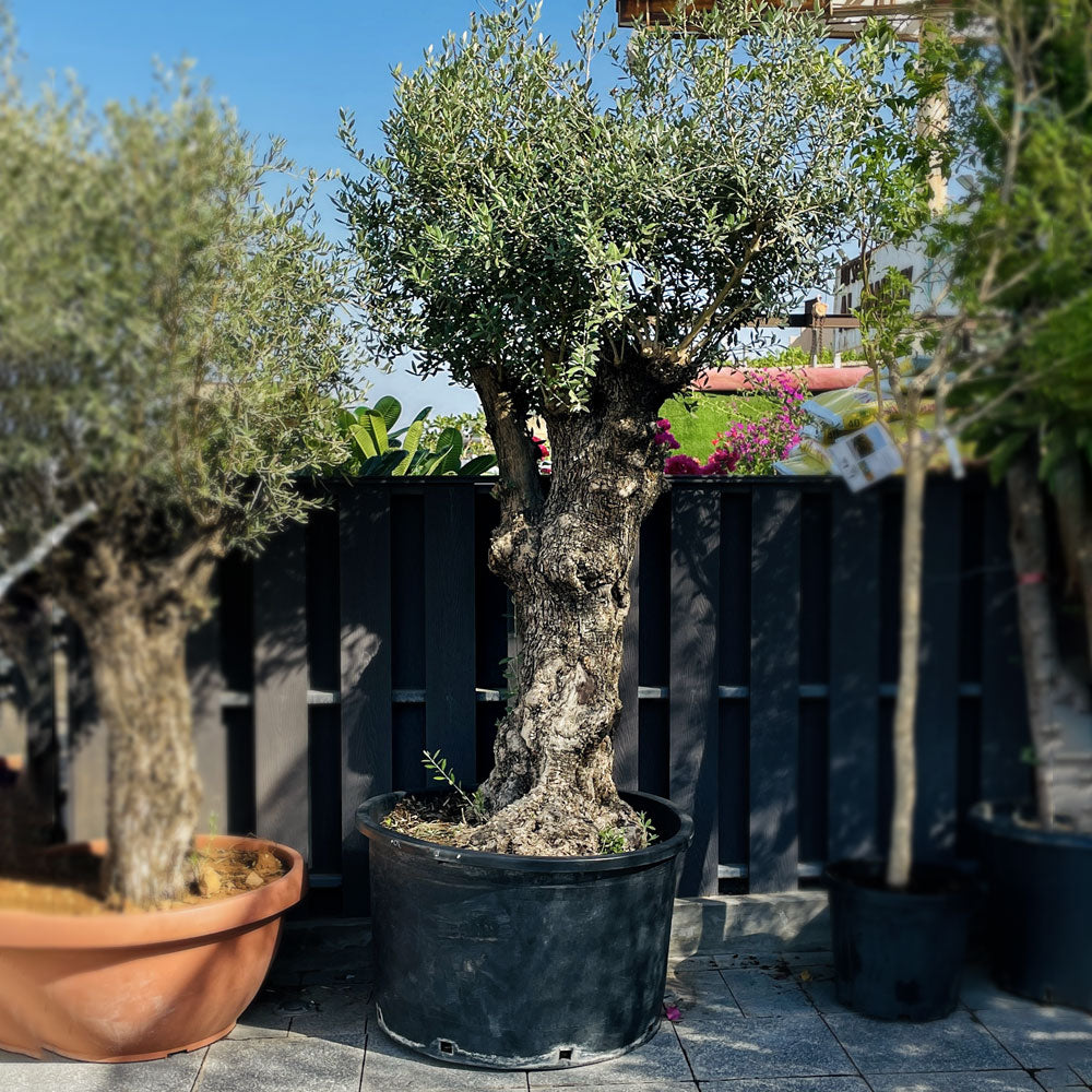 OLEA EUROPAEA BONSAI 290 LTR  زيتون بونساى