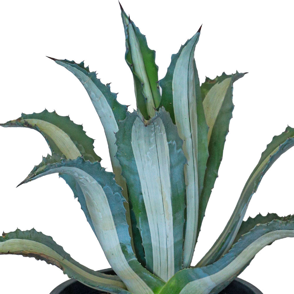 AGAVE MEDIOPICTA 25 LTR  اجاف مديوبيكتا