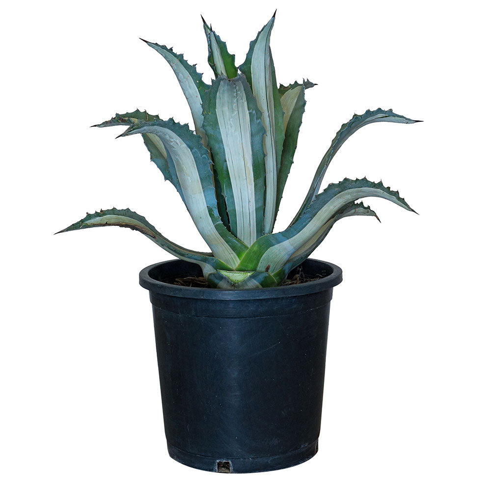 AGAVE MEDIOPICTA 25 LTR  اجاف مديوبيكتا