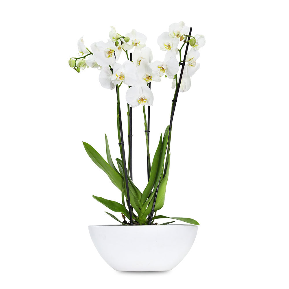 أوركيد في حوض كنتاكي أبيض