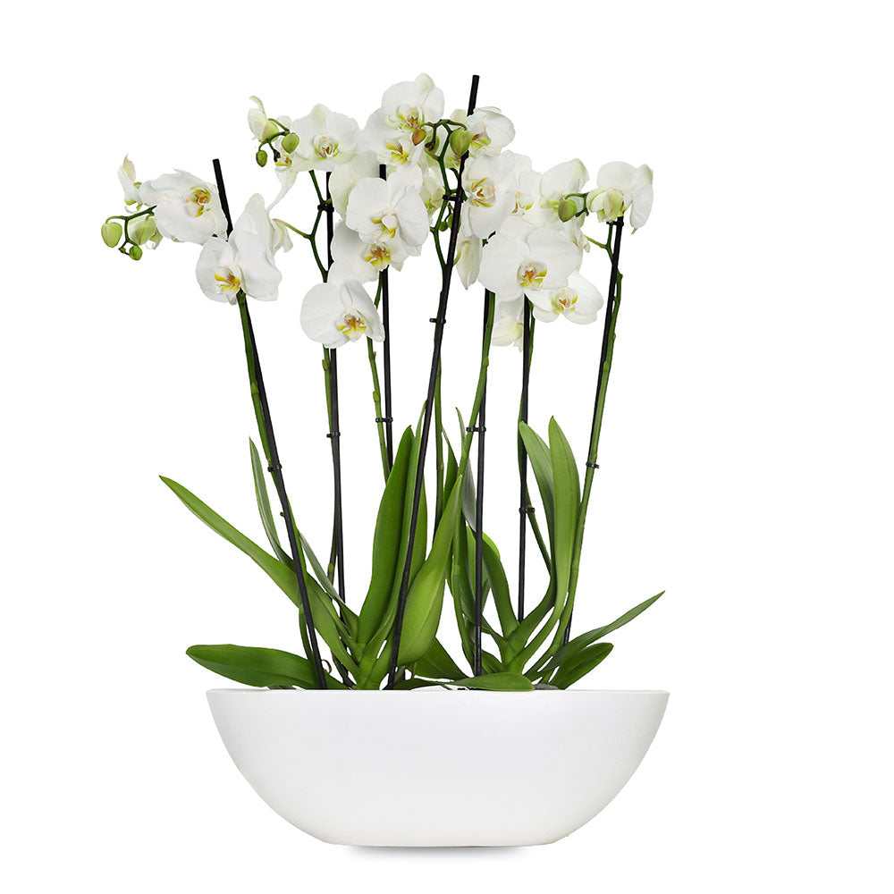 أوركيد في حوض كنتاكي أبيض